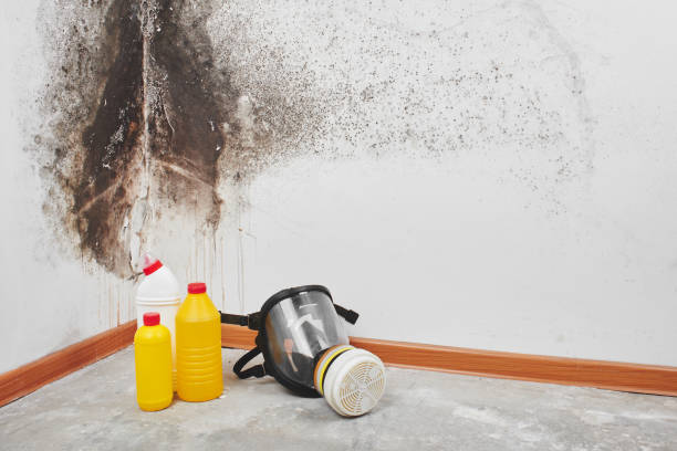 Best Professional Mold Removal  in Terry, MS