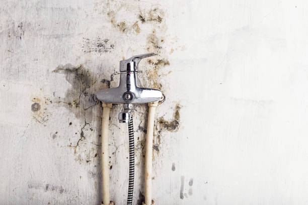 Best Water Damage Restoration  in Terry, MS