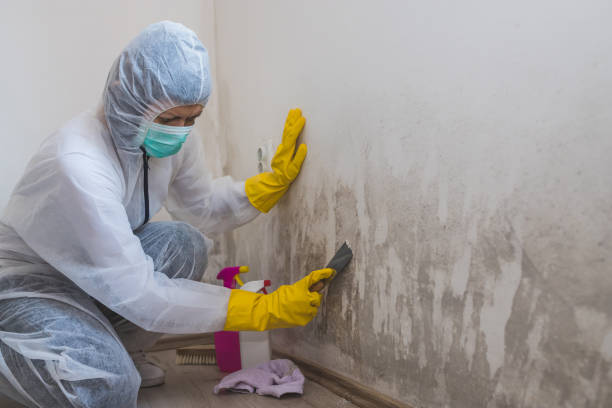 Best Home Mold Removal  in Terry, MS
