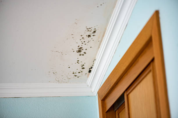 Best Residential Mold Removal  in Terry, MS