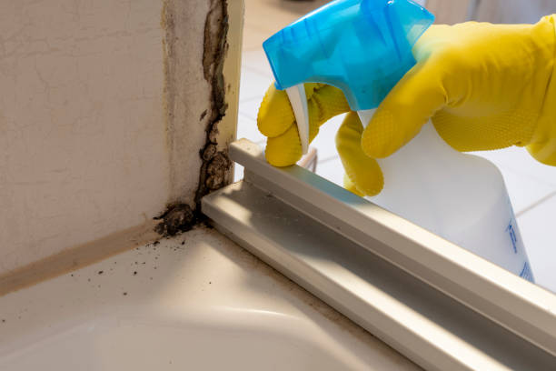 Best Mold Testing  in Terry, MS