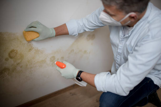 Best Home Mold Removal  in Terry, MS
