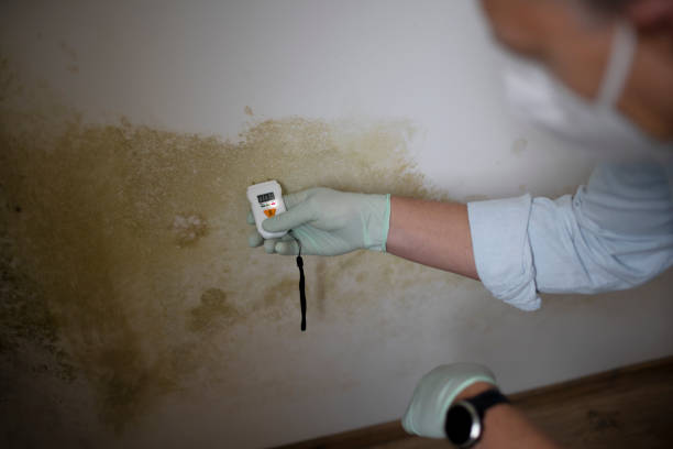 Best Affordable Mold Removal  in Terry, MS