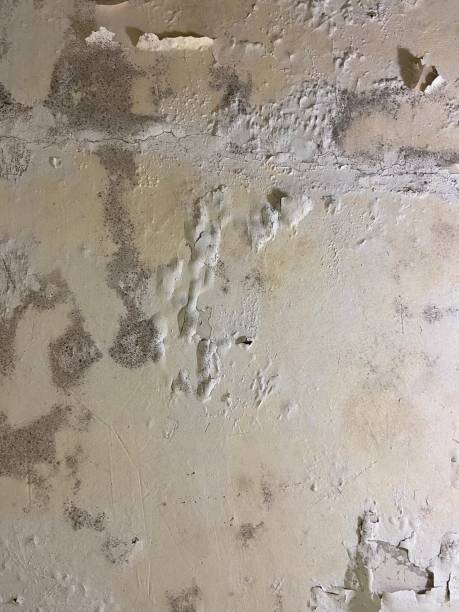 Best Water Damage Restoration  in Terry, MS