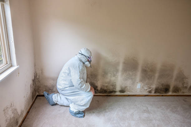 Best Affordable Mold Removal  in Terry, MS