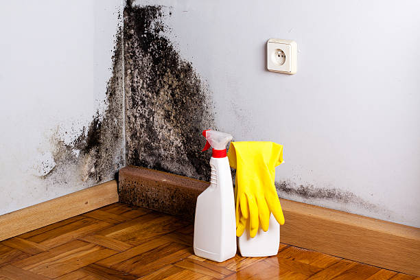 Reliable Terry, MS Mold Removal Solutions