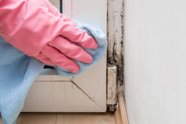 Home Mold Removal in Terry, MS