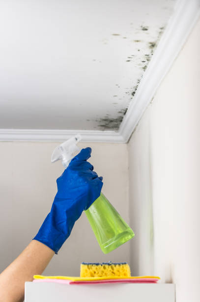 Best Commercial Mold Removal  in Terry, MS